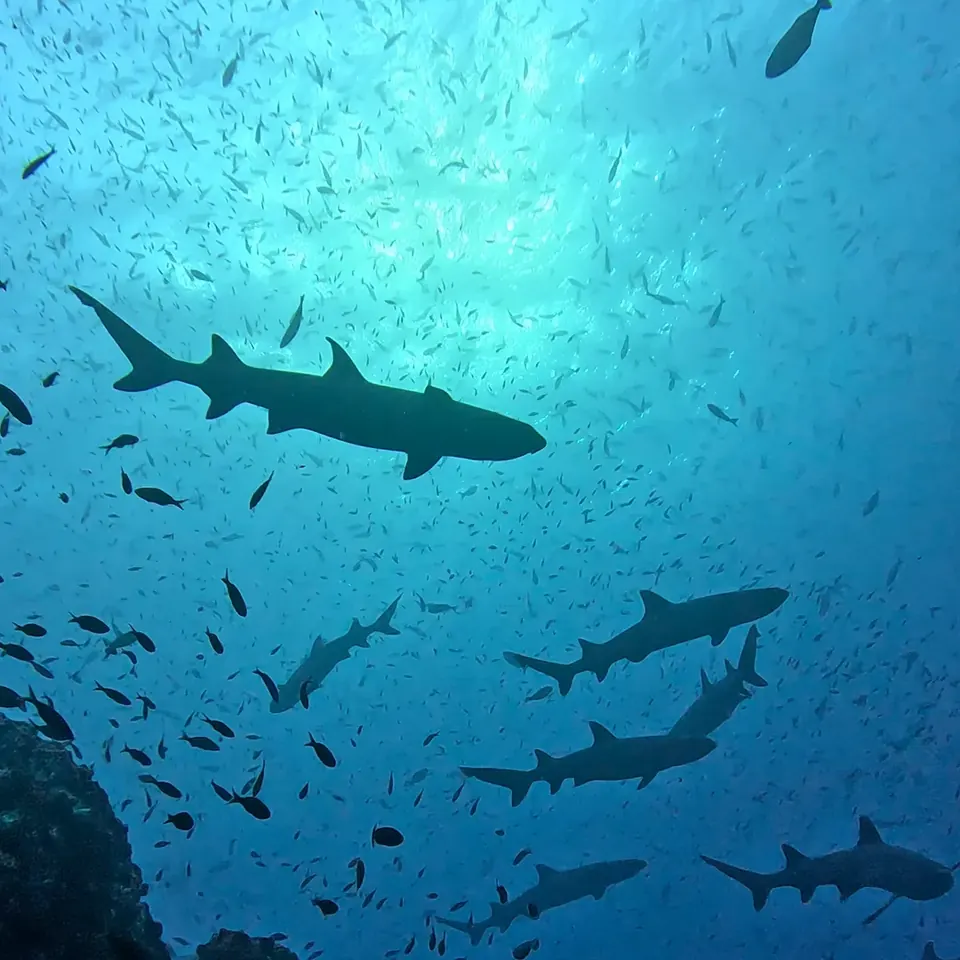 Scuba diving at PADI Open Water Diver