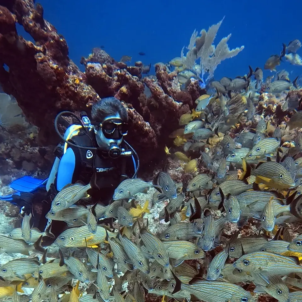 Scuba diving at PADI Divemaster