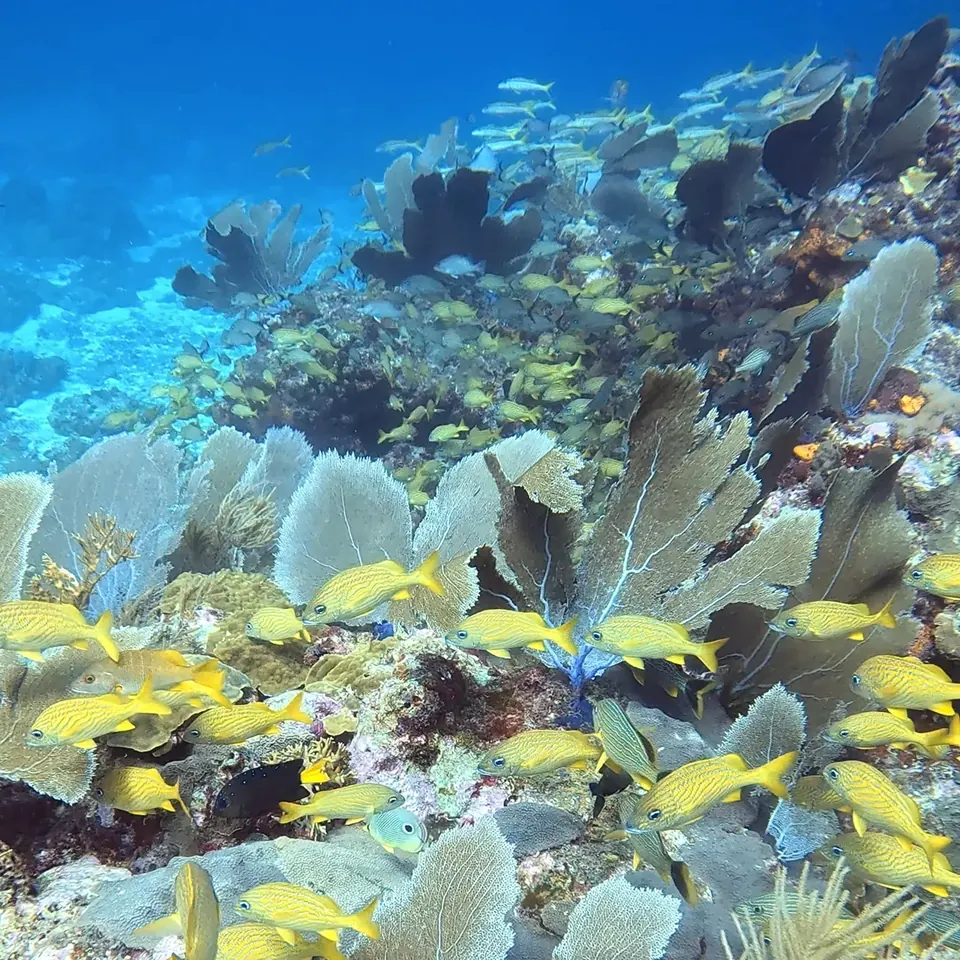 Scuba diving at Best of Cancun Local