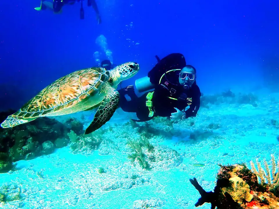Diver over a Cancun coral reef on the Reef & MUSA trip