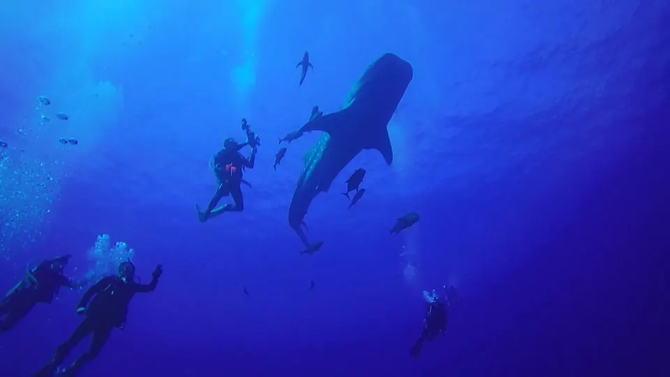 Giant manta ray over the seamounts of Revillagigedo
