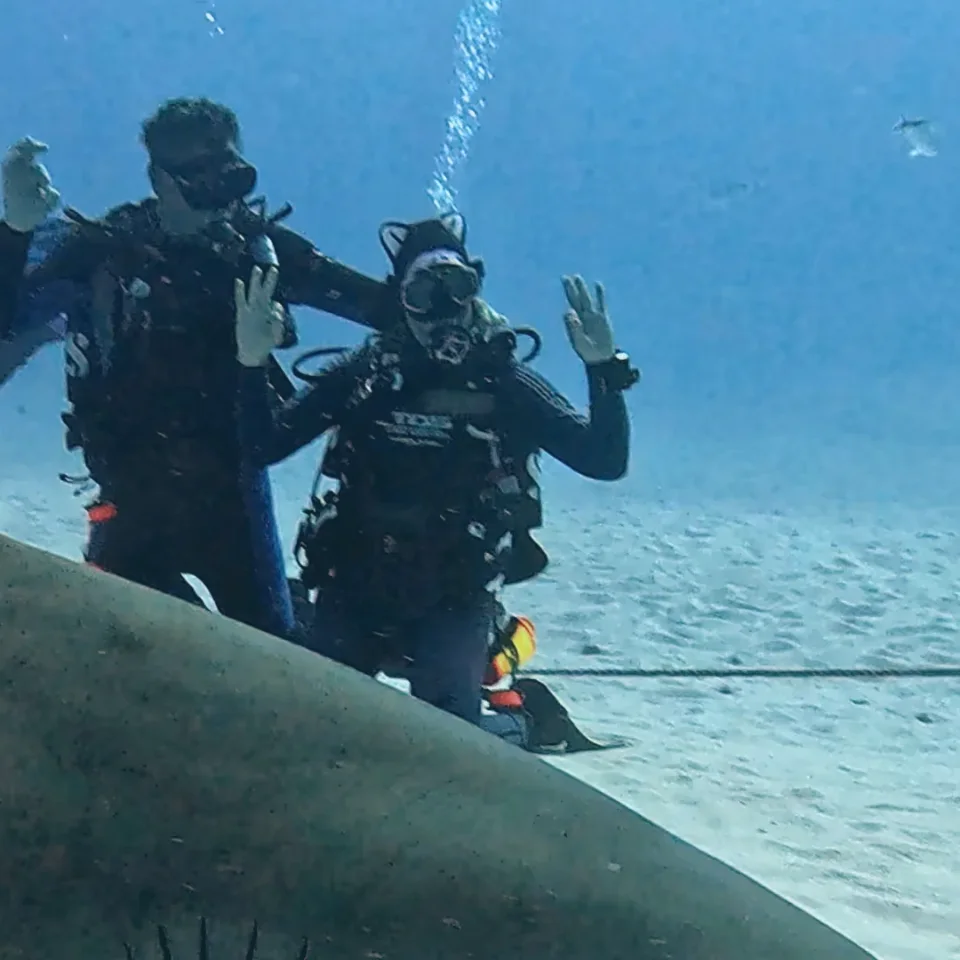 Two divers signalling behind the dorsal fin of a bull shark