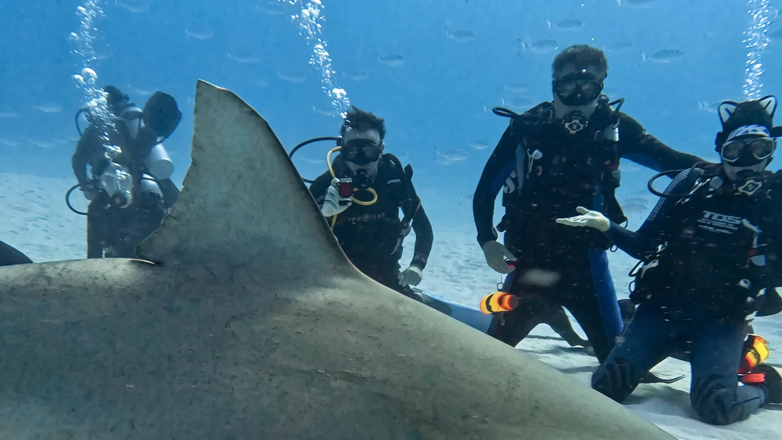 Divers kneeling on the sand beside a bull shark off Playa del Carmen