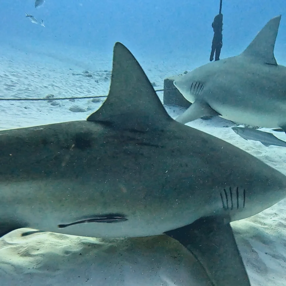 Two bull sharks cruising side by side over the sand