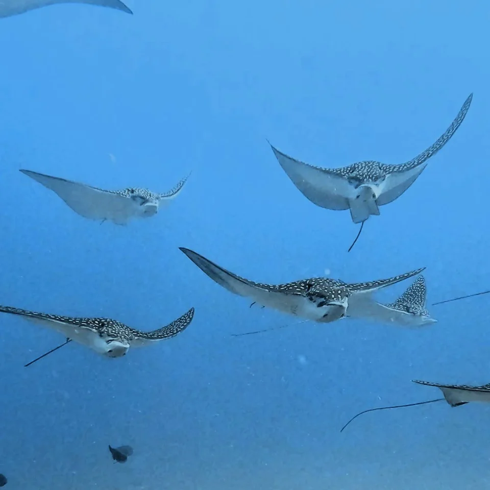 School of spotted eagle rays in the blue off Cancun