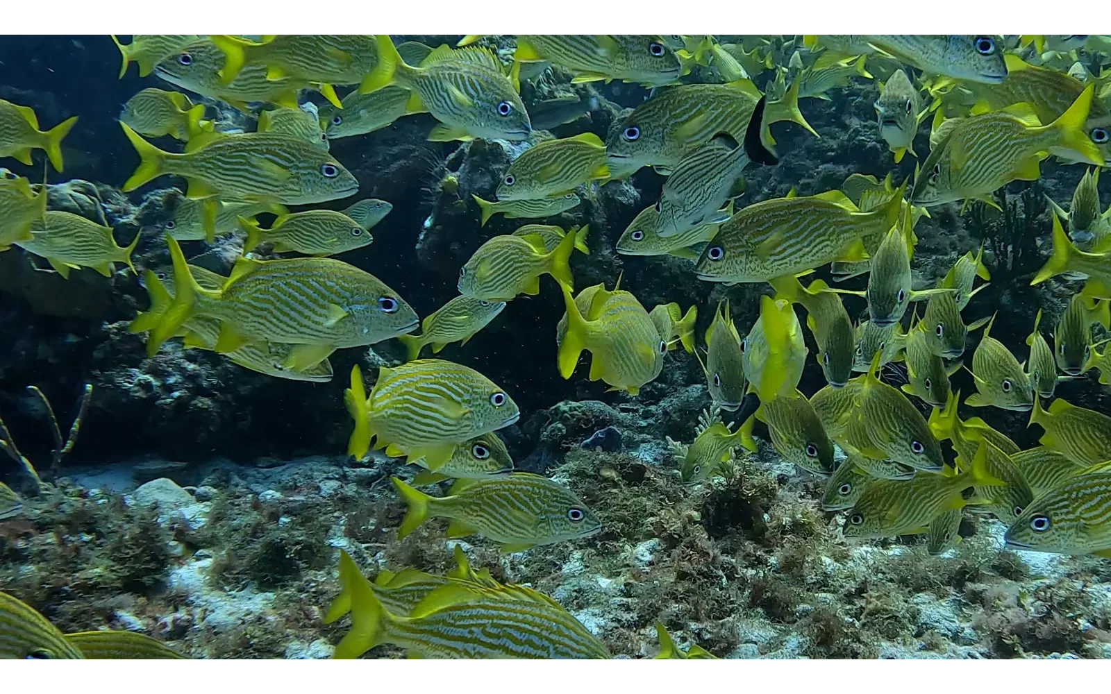 Dense school of French grunts over a Cancun reef