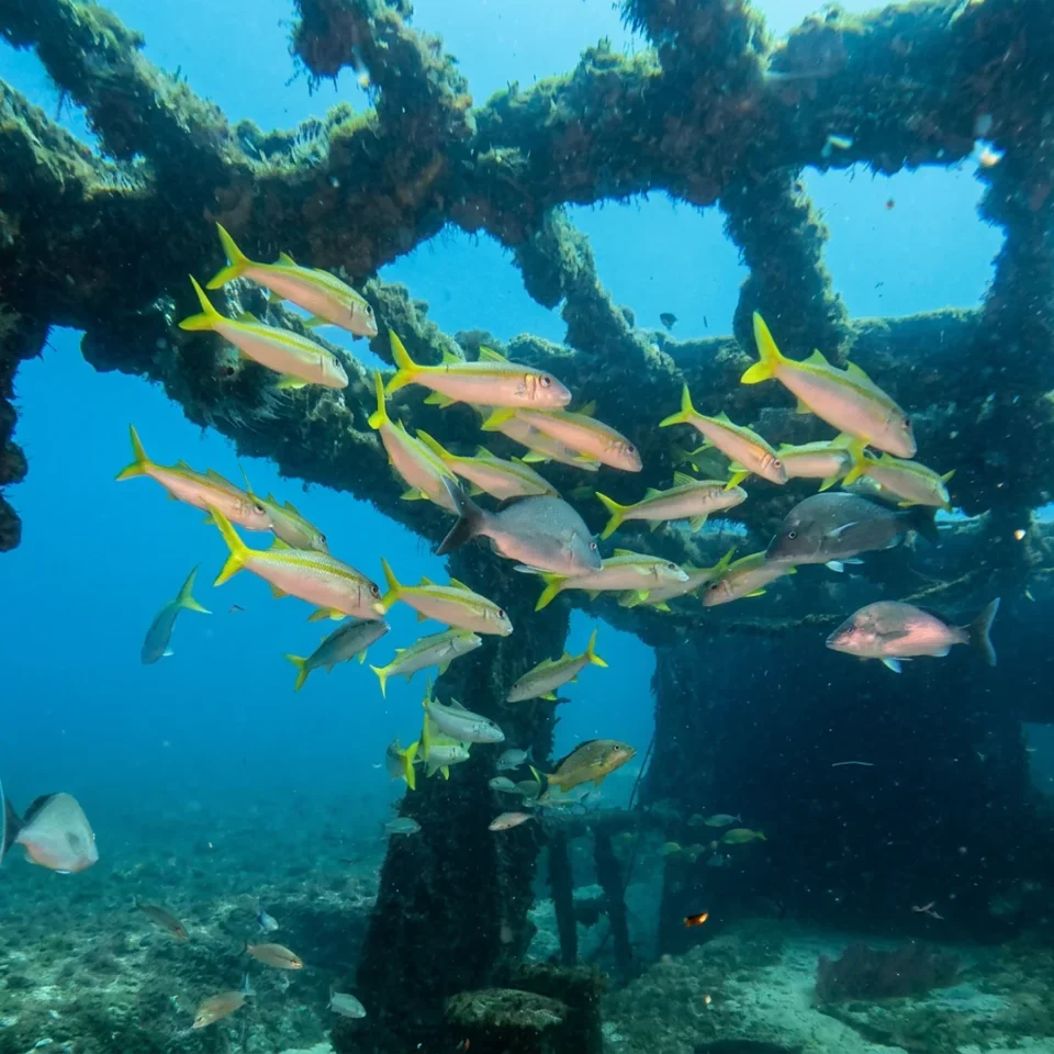 Goatfish schooling around the structure of the C-58 minesweeper wreck off Cancun