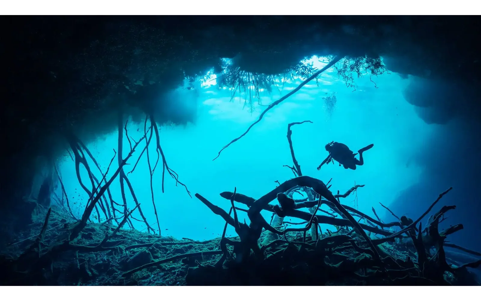 Diver silhouetted above sunken branches in the turquoise water of Cenote Car Wash
