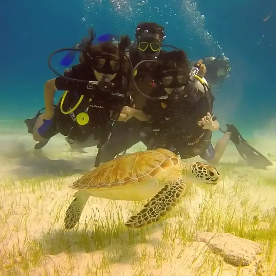 Group of divers over a seagrass bed beside a green sea turtle in Cozumel