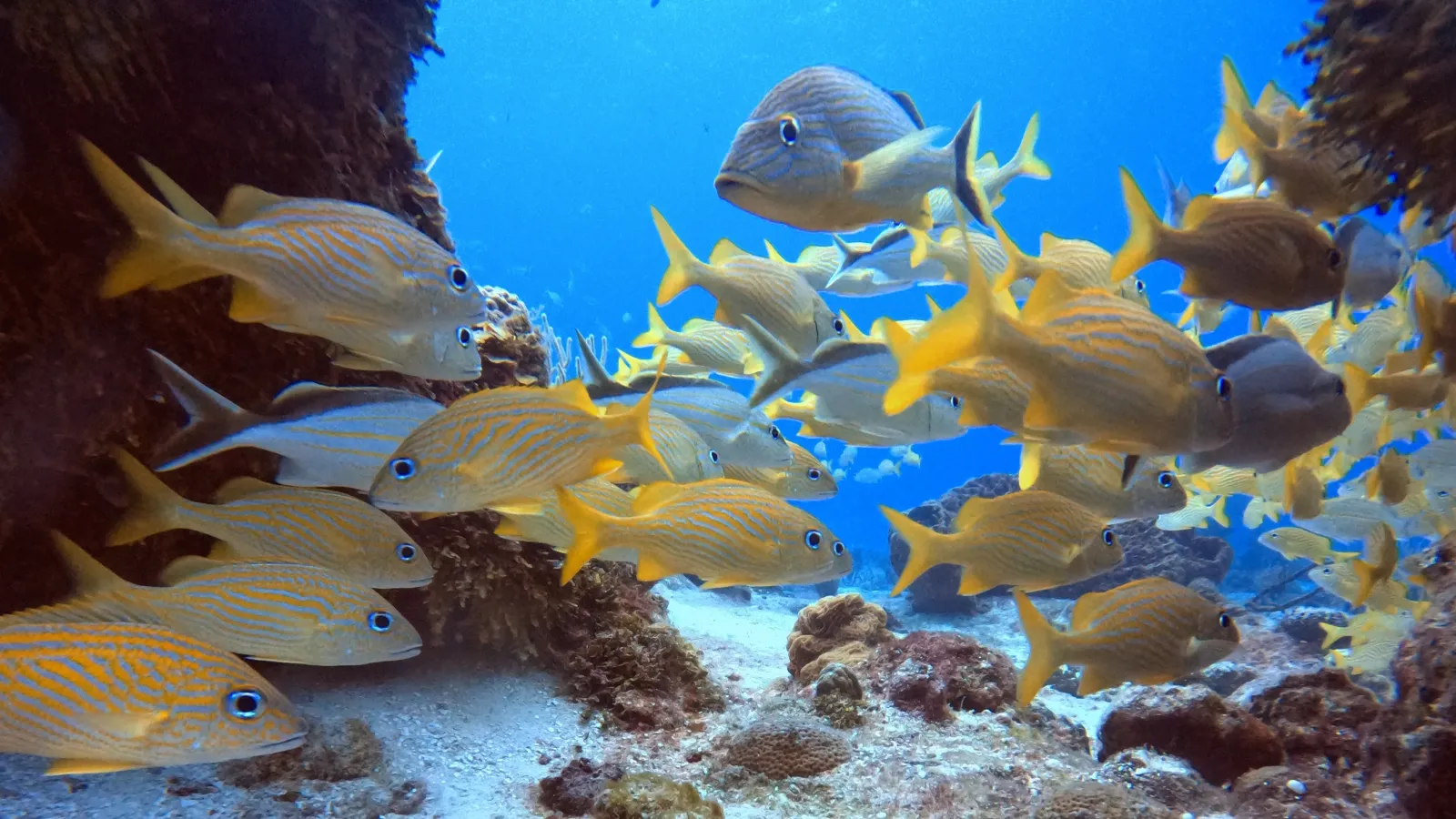School of French grunts along a coral ledge on the Cozumel reef
