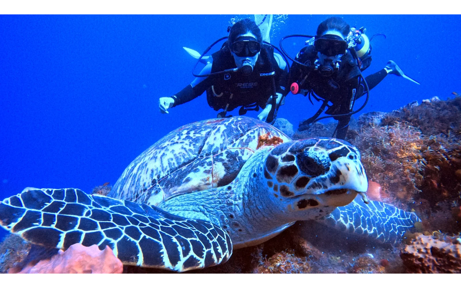 Two divers behind a hawksbill turtle on the Cozumel reef