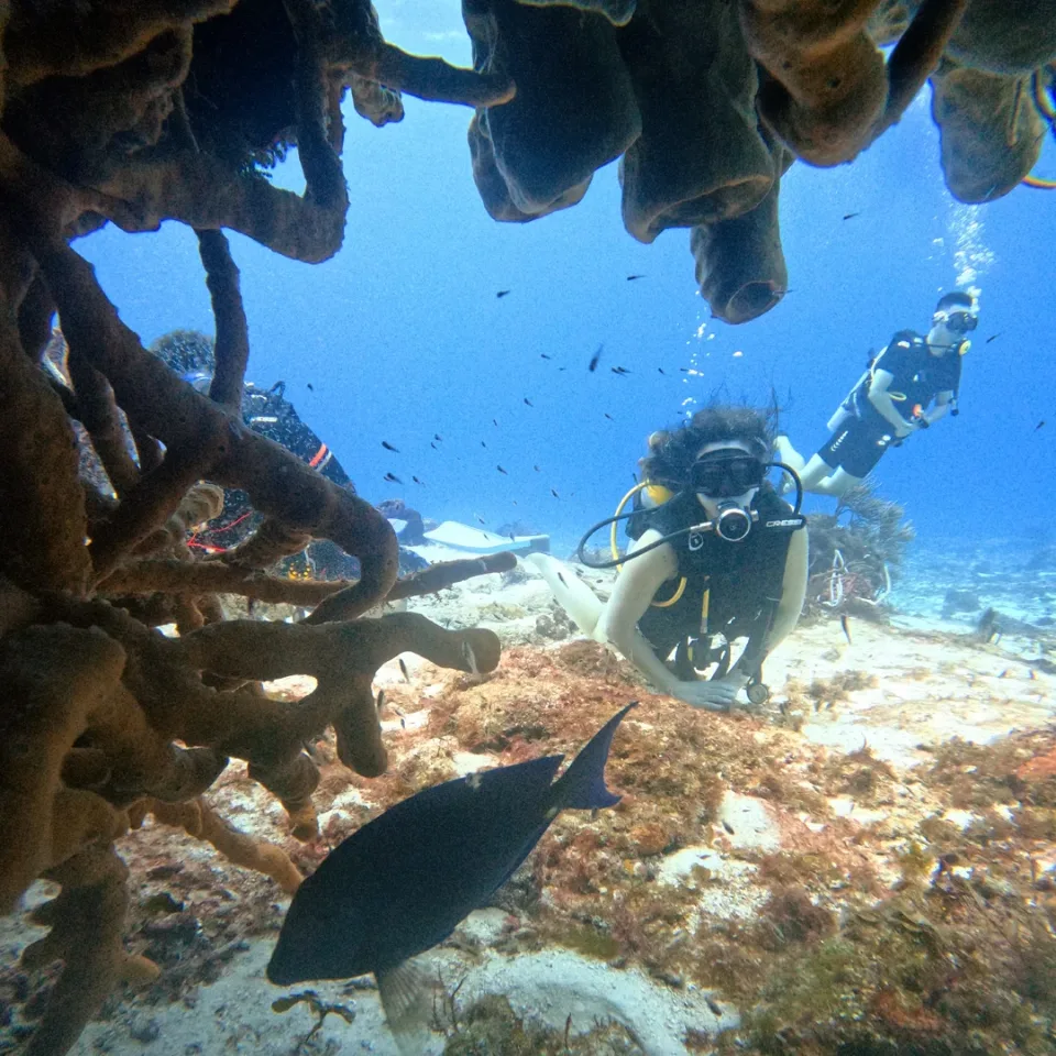 Diver under a sponge overhang on the Cozumel reef with a fish in the foreground