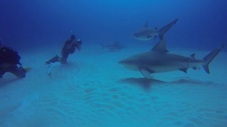 Divemaster filming bull sharks on the sand off Cancun