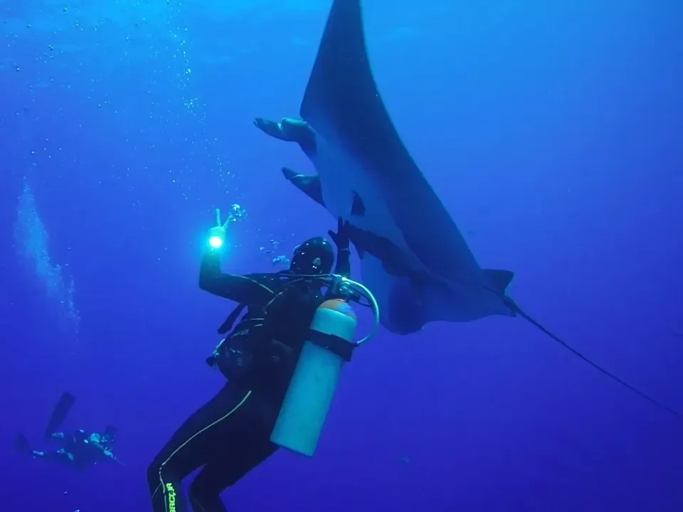 Diver with a giant manta ray on an Always Diving group trip