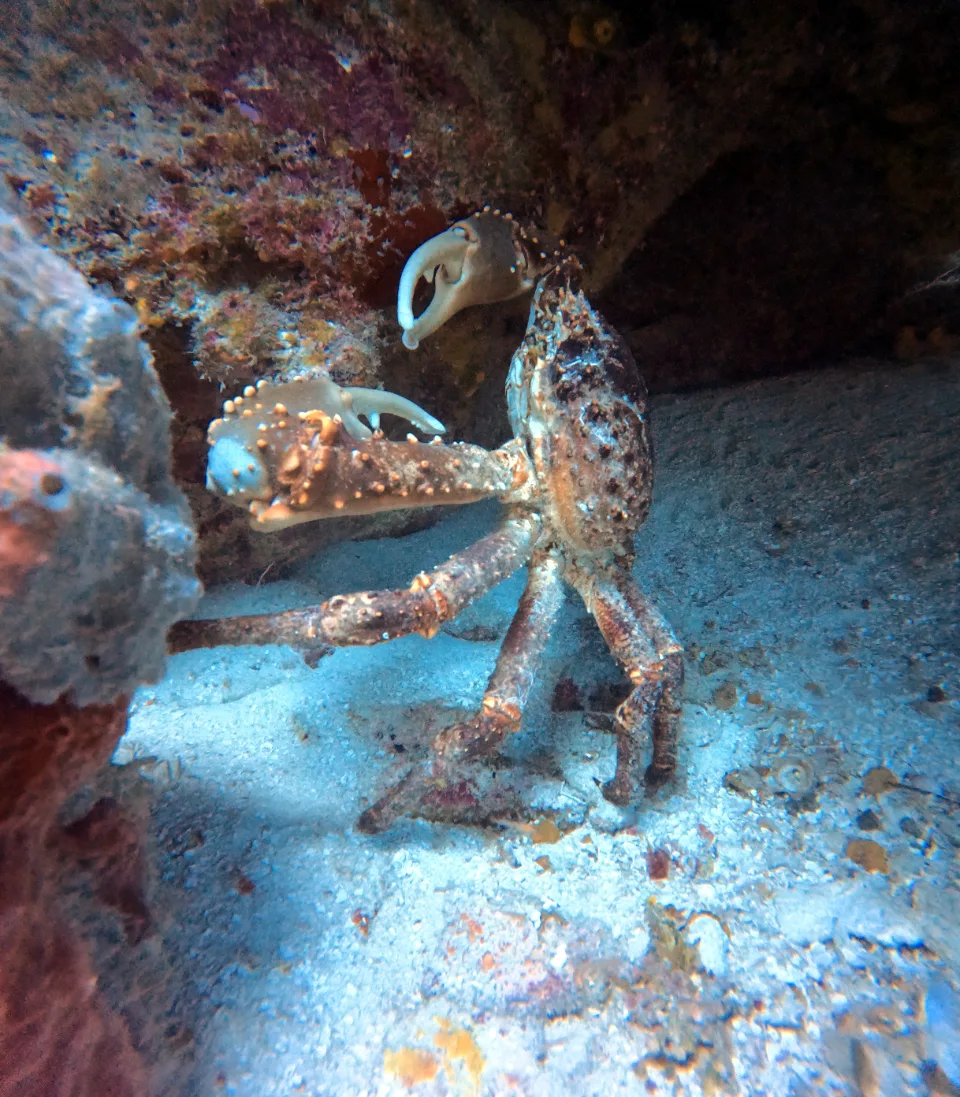 Channel clinging crab on a Cancun night dive