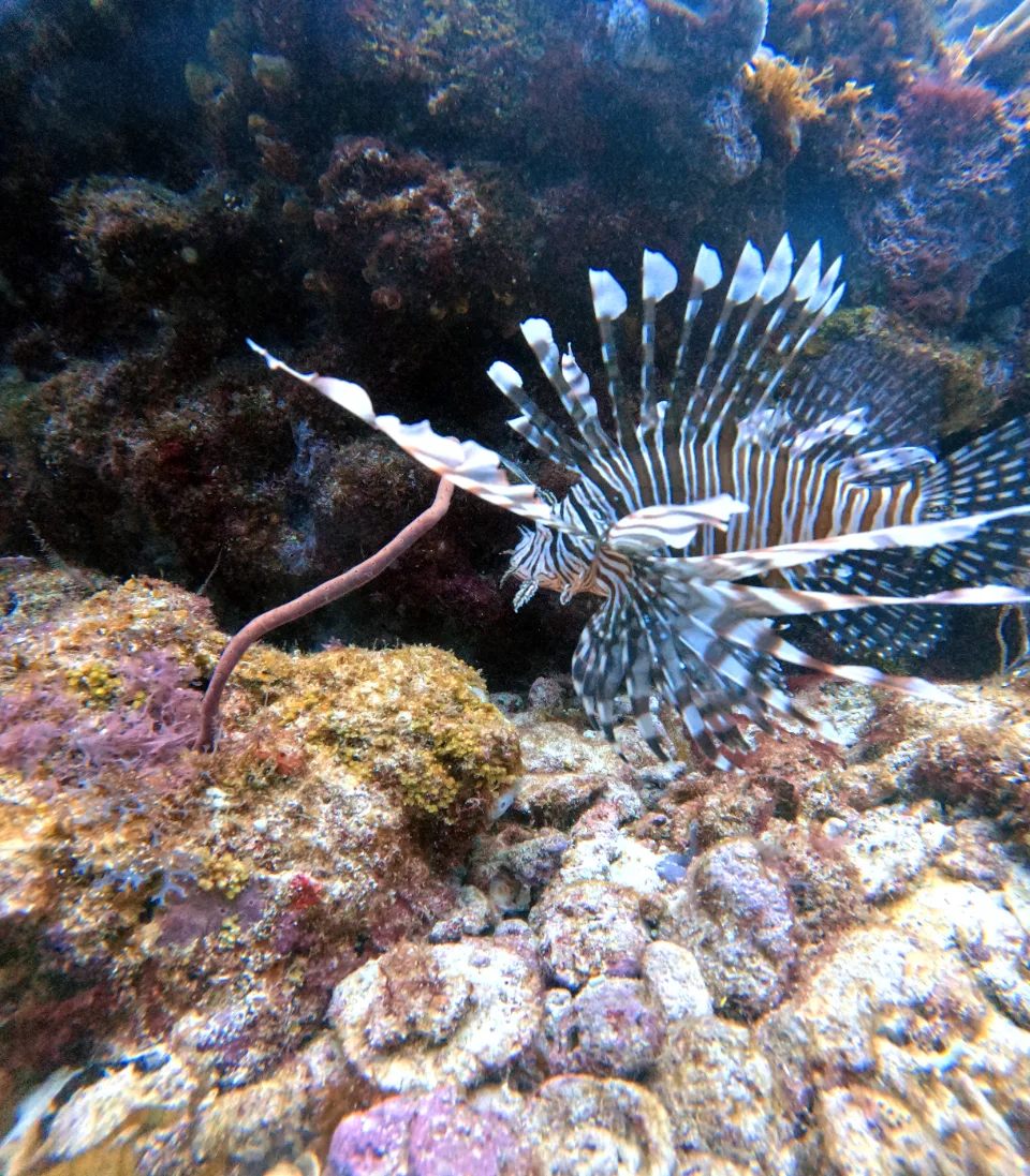 Lionfish over the reef on a Cancun night dive