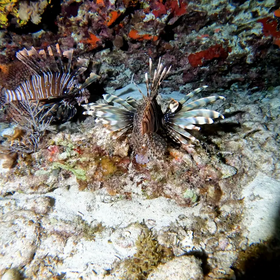 Pair of lionfish on the reef during a Cancun night dive
