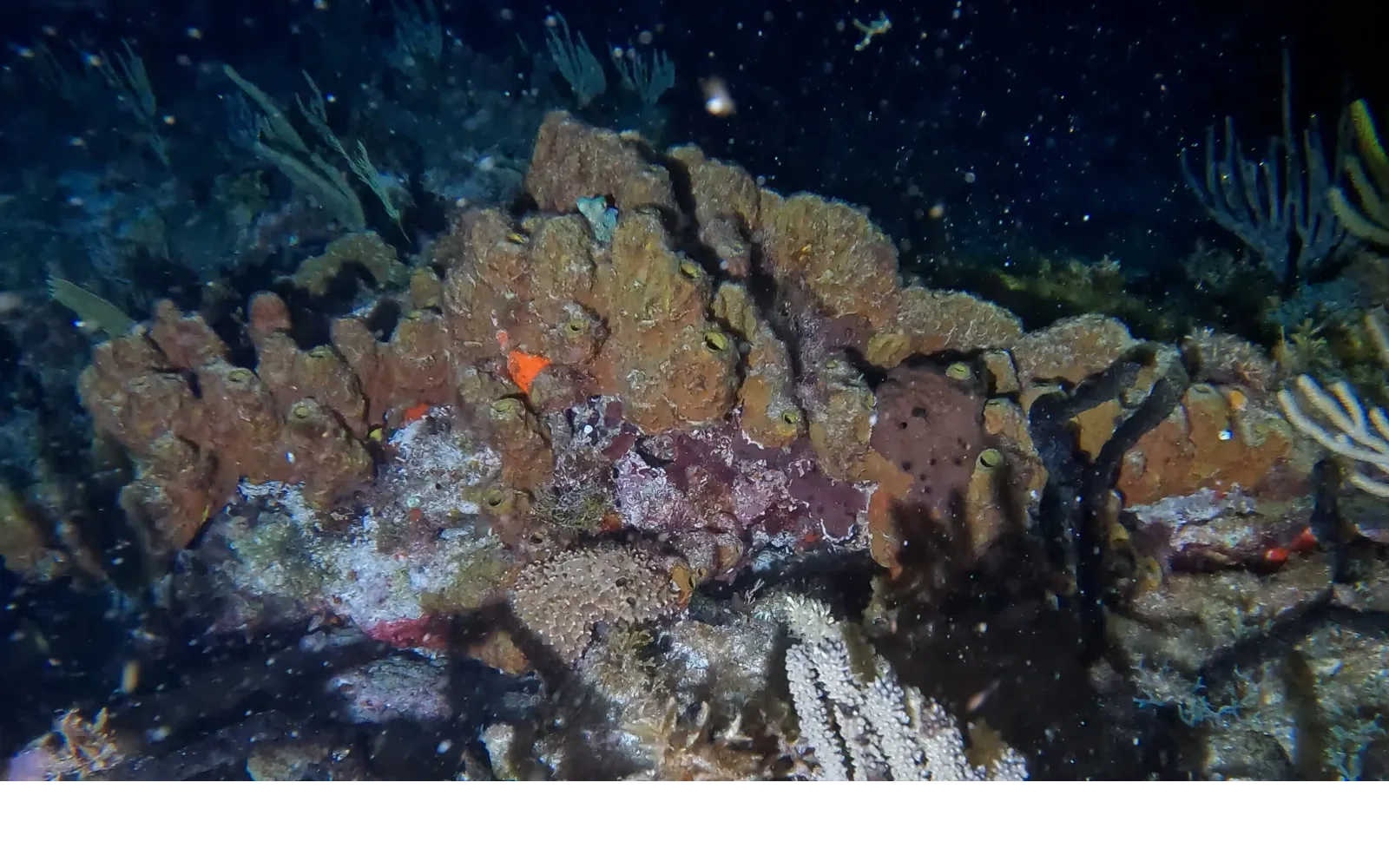 Sponges and coral lit by a dive light on a Cancun night dive
