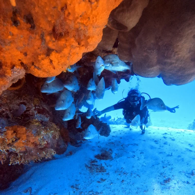Diver under a coral overhang with schooling snapper on the Ultimate Trilogy package