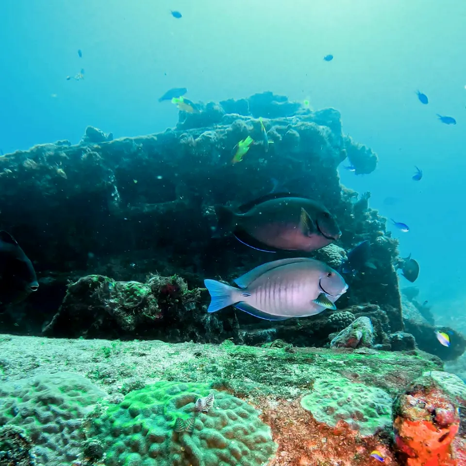 Surgeonfish over the coral-covered structure of the C-58 minesweeper wreck off Cancun