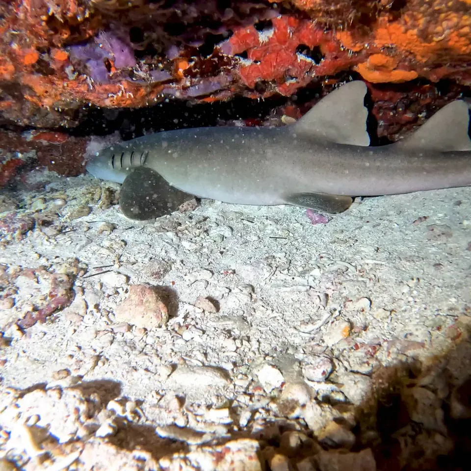 Scuba diving at Unlock the Full Mexican Caribbean