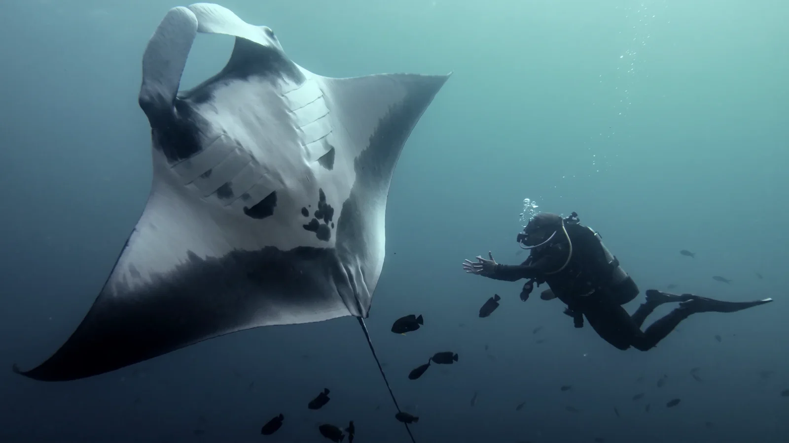 Diver swimming wing to wing with a giant manta ray