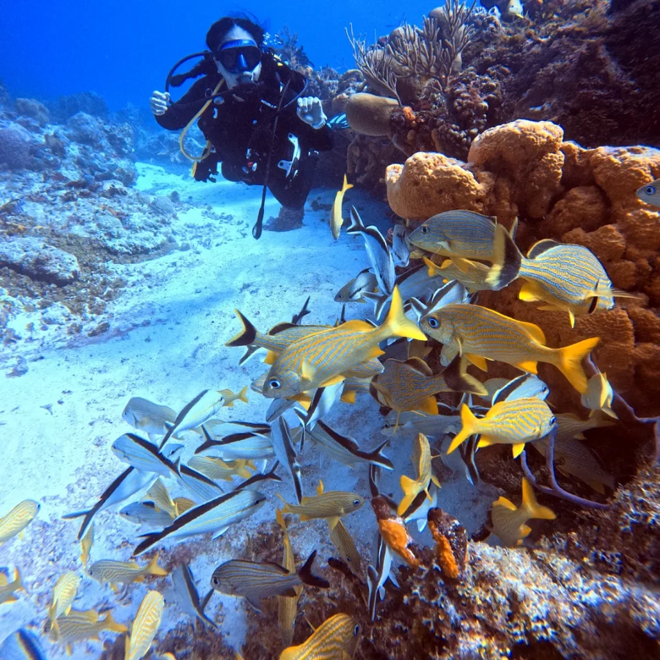 Diver kneeling beside a colourful reef with a school of yellow-striped fish
