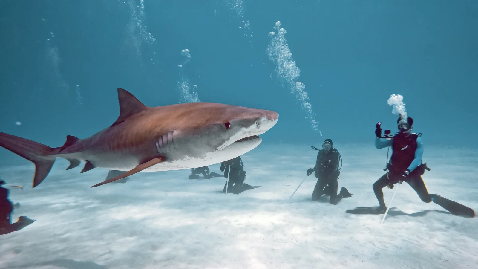 Tiger shark passing divers kneeling on the sandy bottom