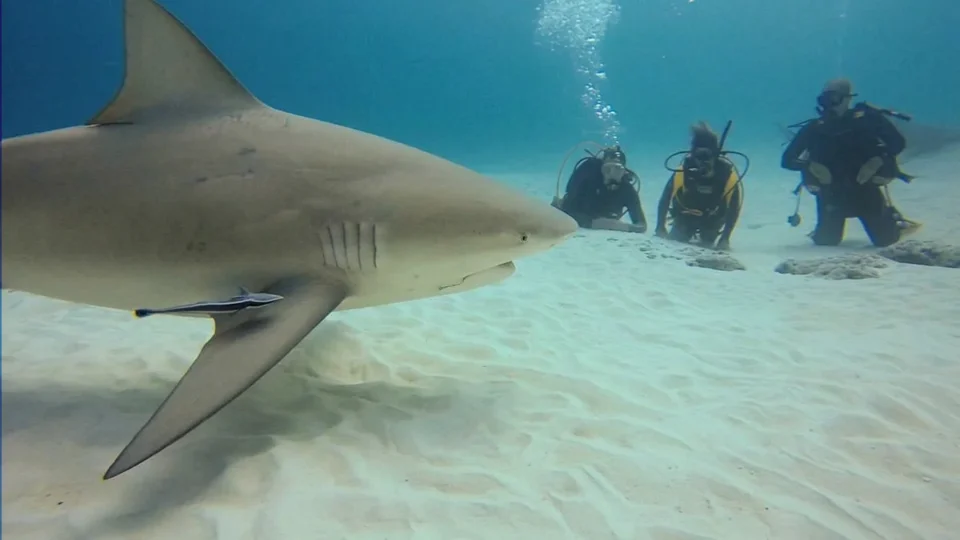 Shark passing close to divers kneeling on the sand
