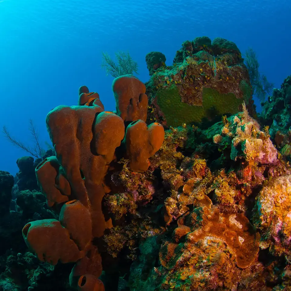 Diver on the vertical wall of Grand Cayman