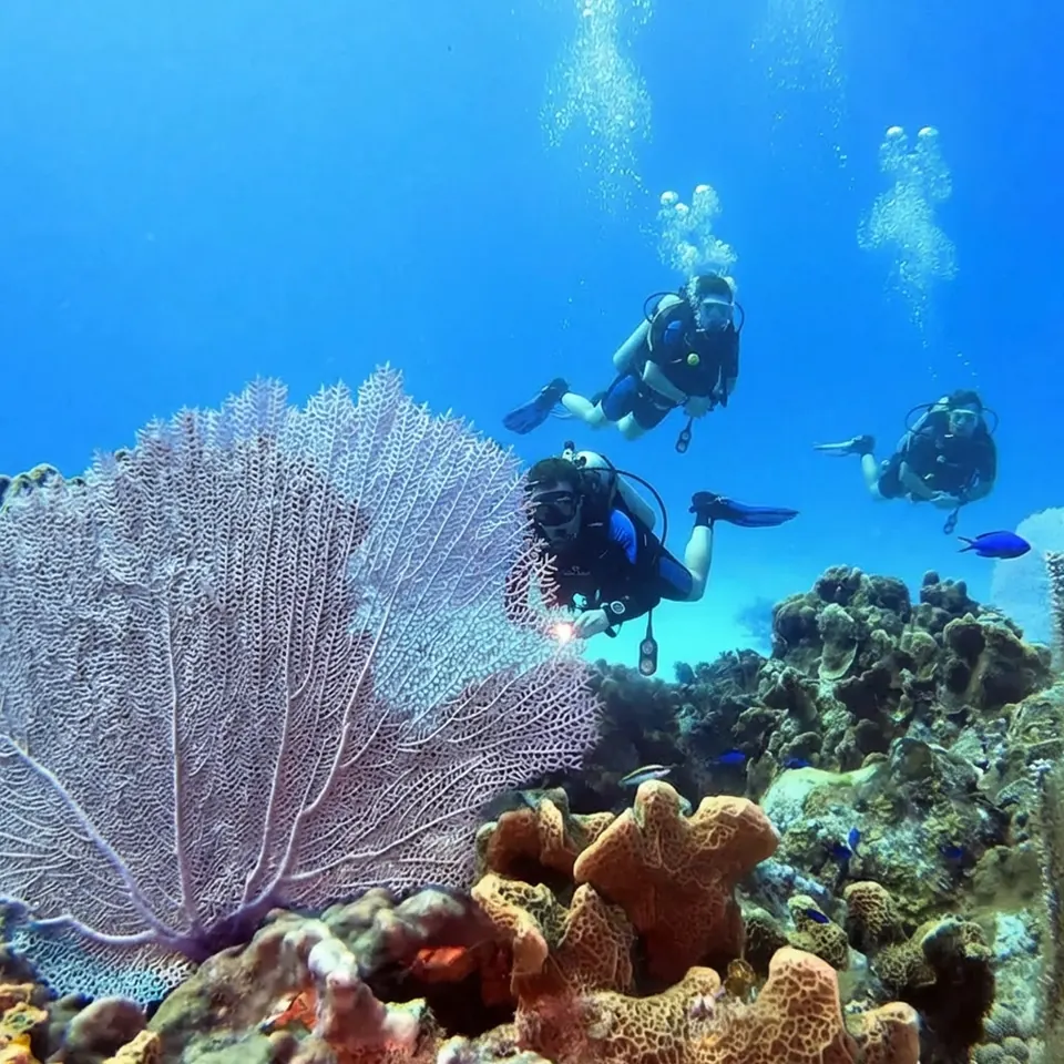 Coral formations of the Grand Cayman reef