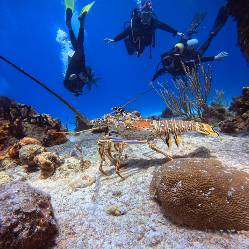 Three divers hovering above a spiny lobster on the reef