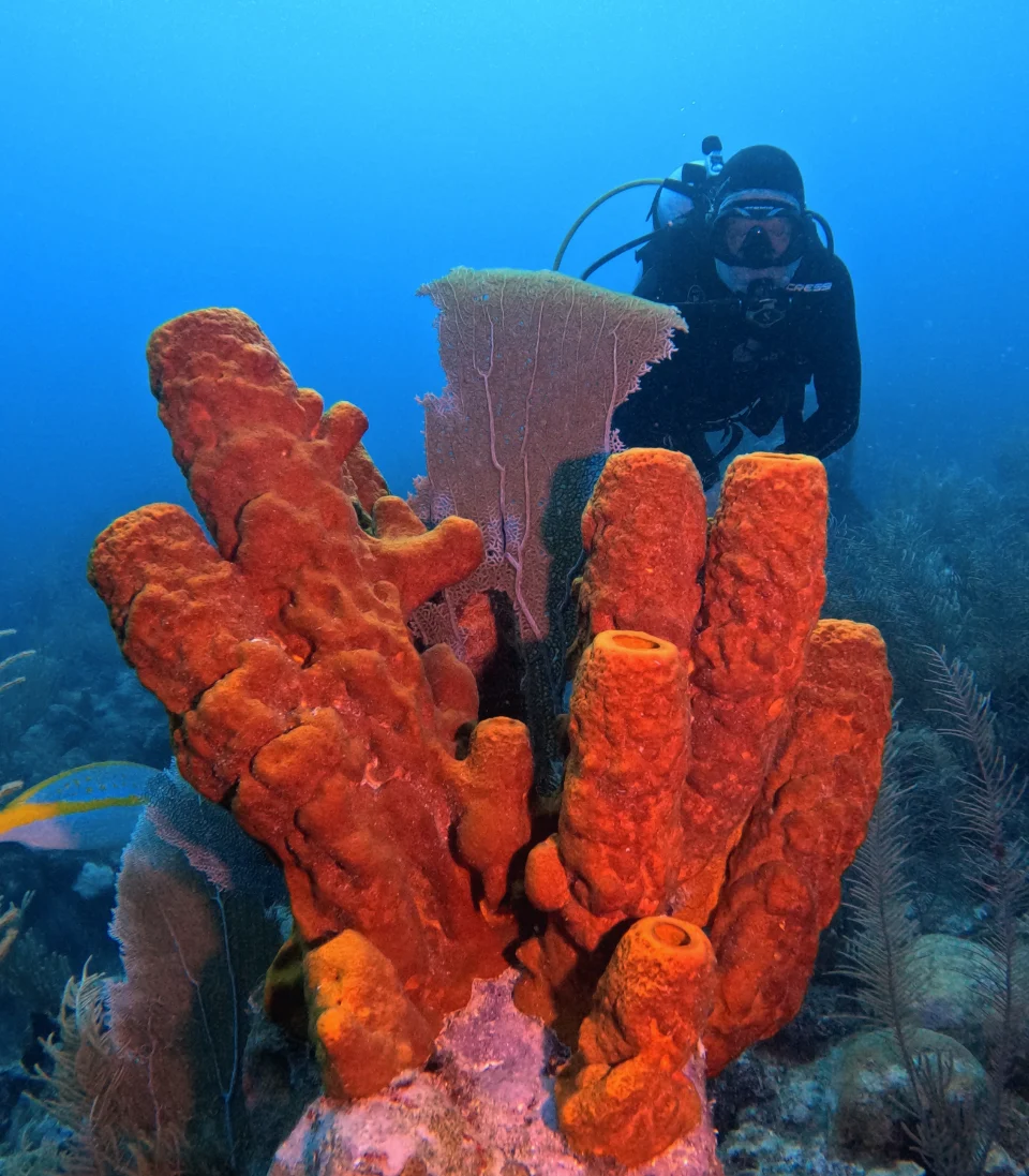 Diver photographing a tube sponge on the reef