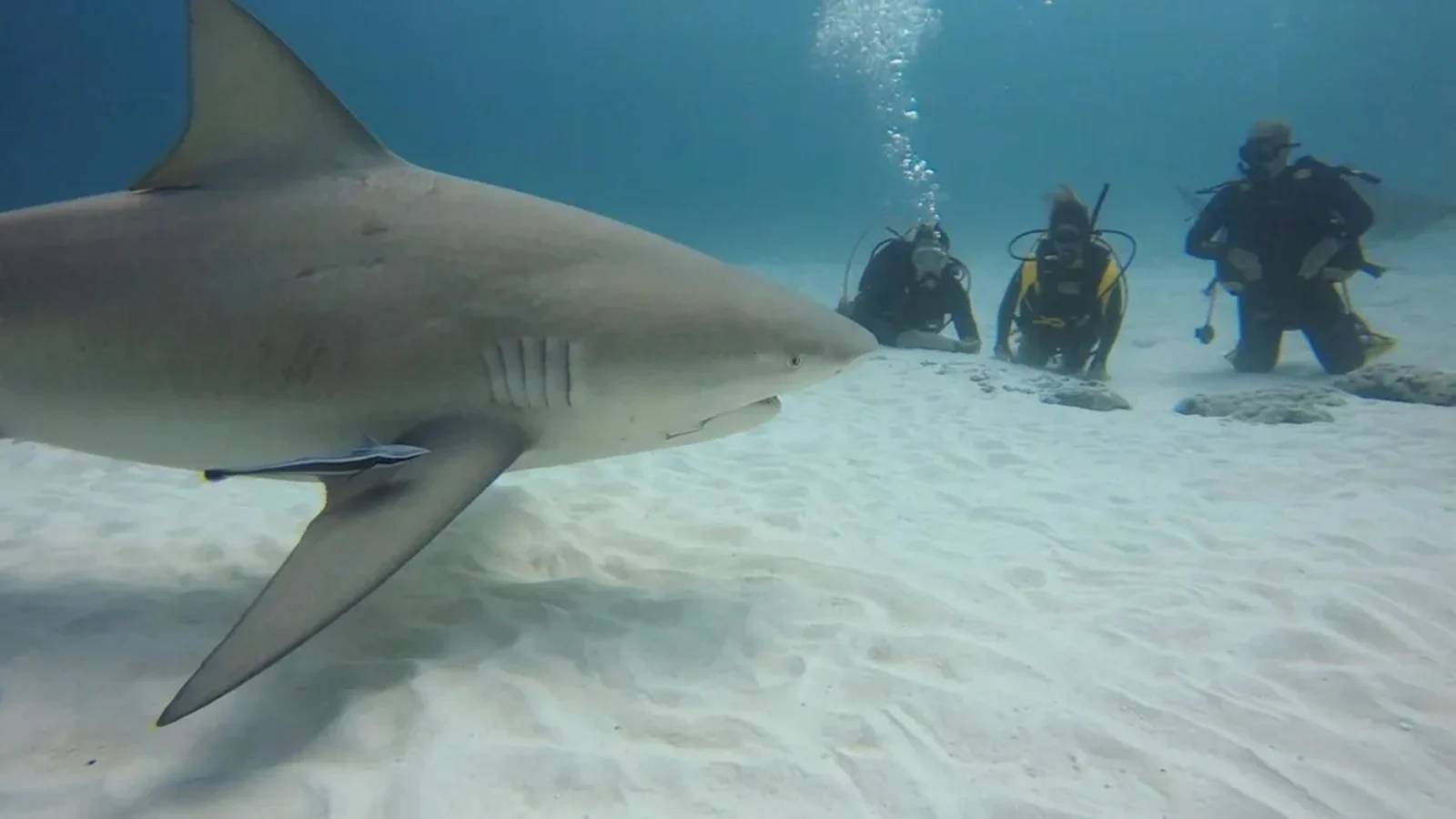 Bull shark passing close to the camera while three divers kneel on the sand off Playa del Carmen