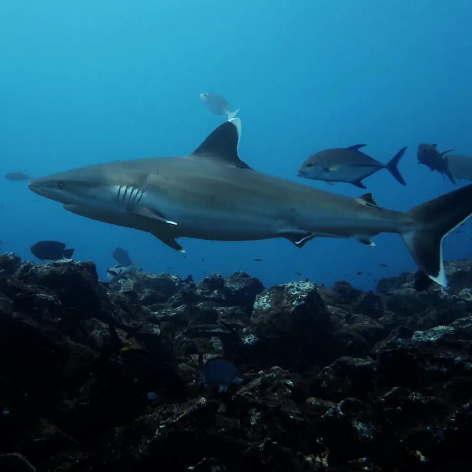 Schooling sharks in the current at Revillagigedo