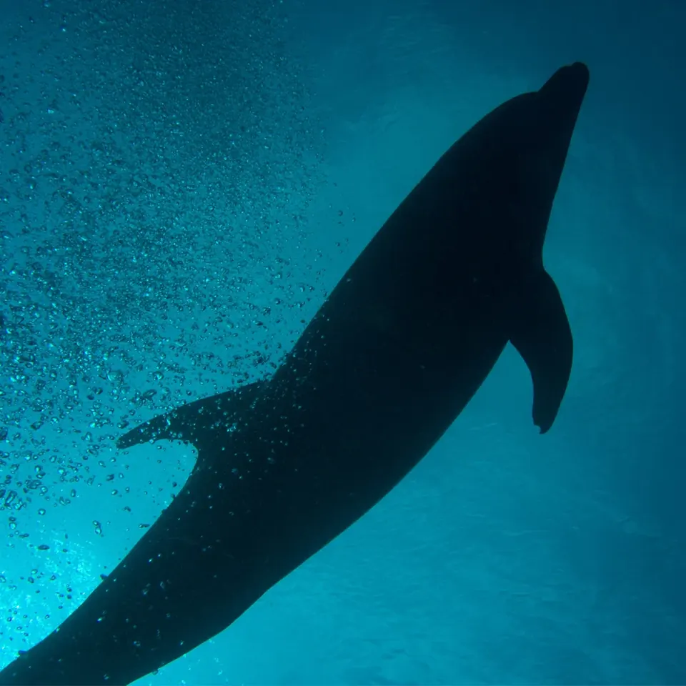 Giant manta passing a diver at Revillagigedo