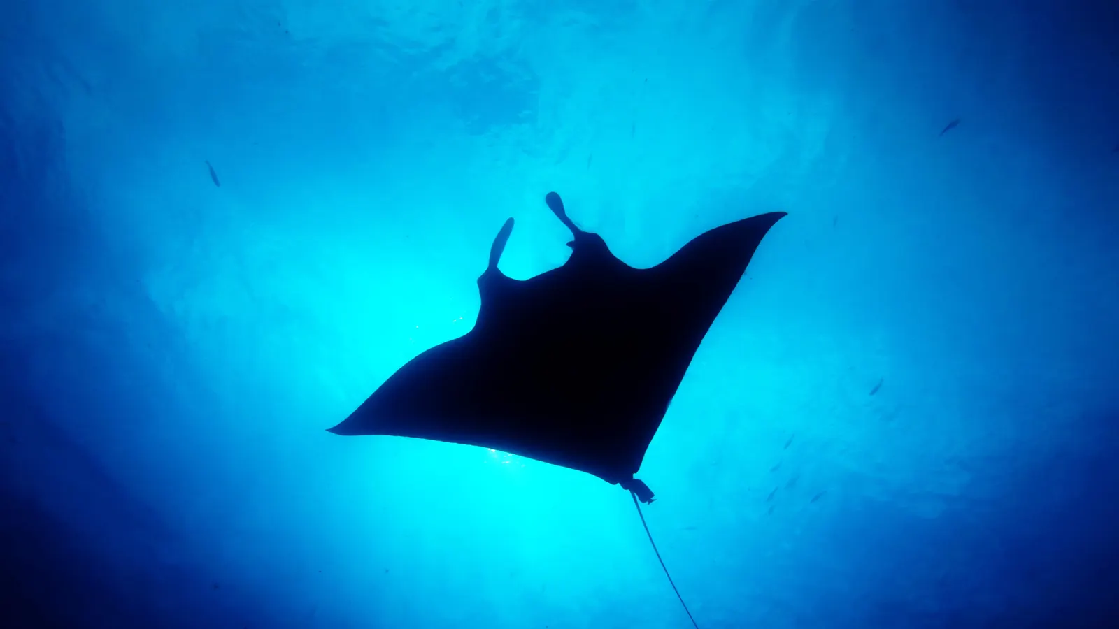 Scuba diving at Scuba Diving Revillagigedo Islands