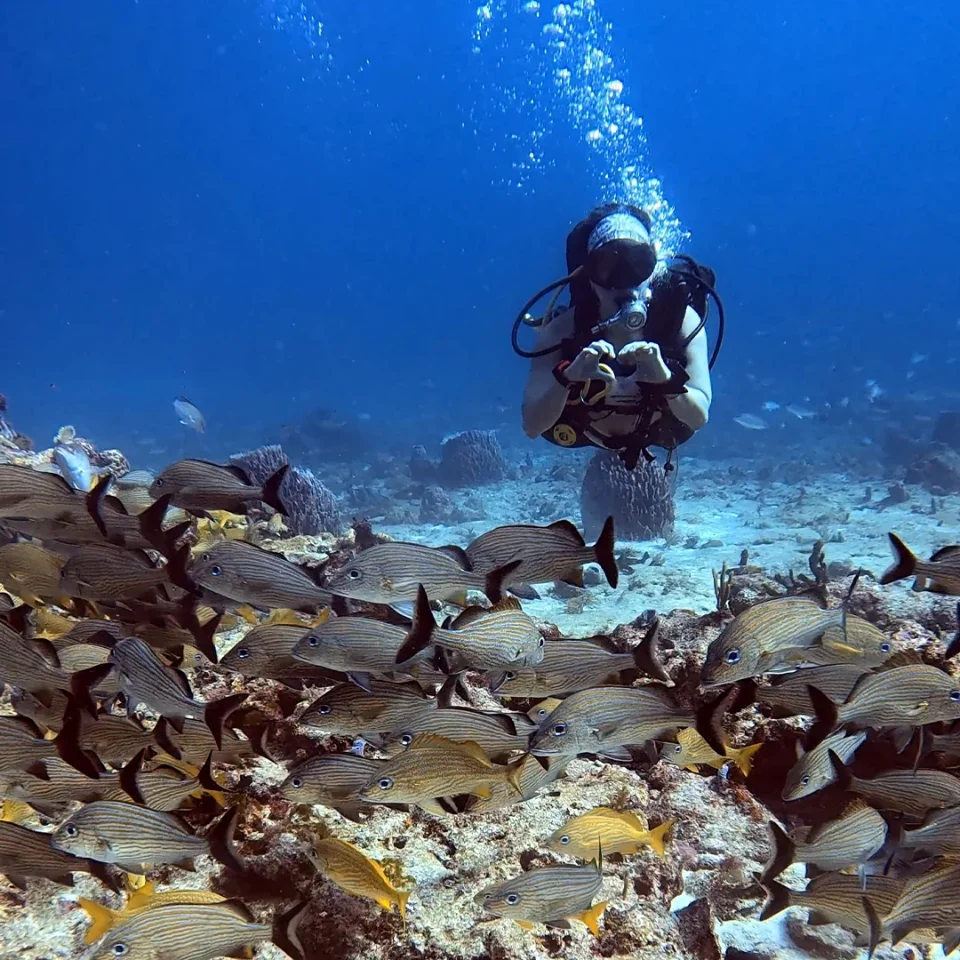Diver signalling behind a school of grunt fish over the reef