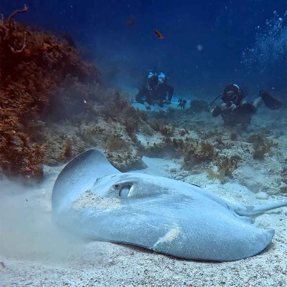Southern stingray resting on the sand as divers approach in the background