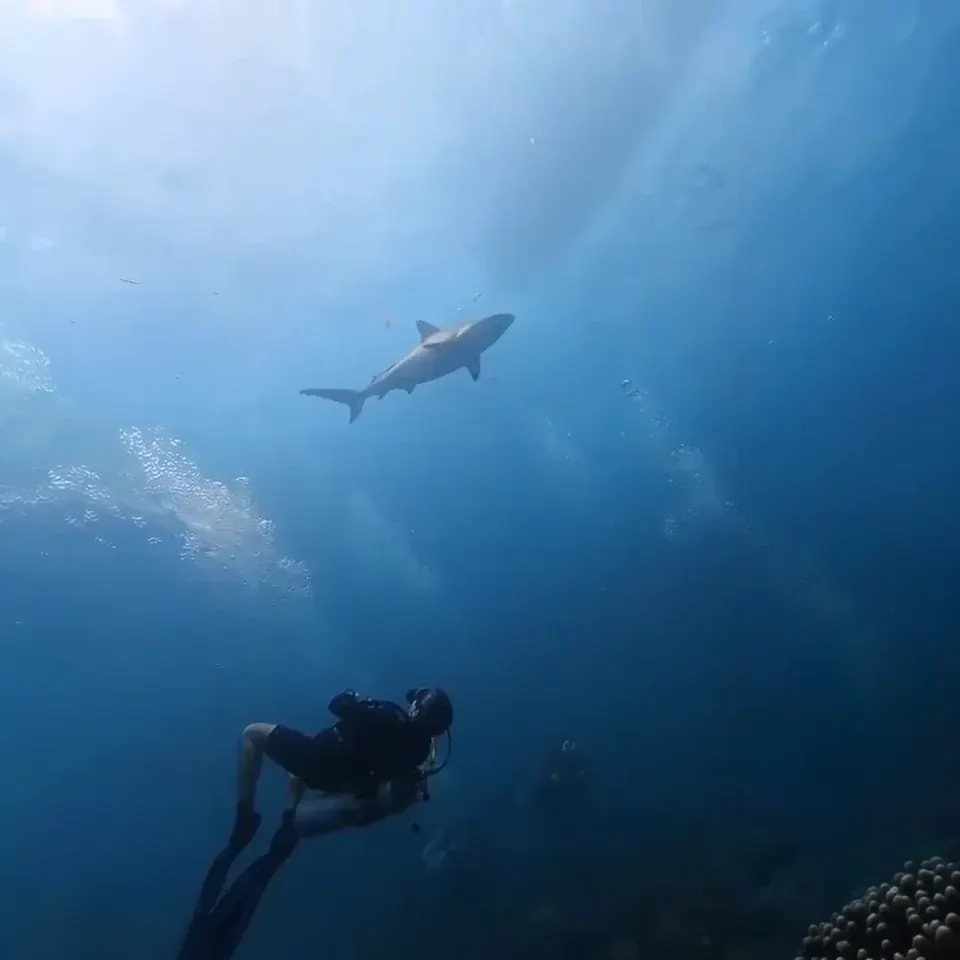 Divers exploring a coral canyon in Belize