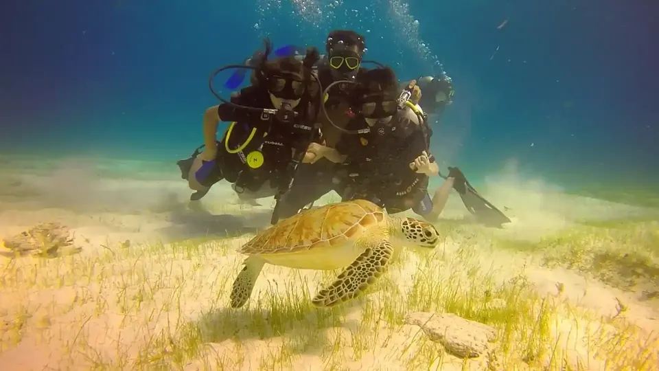 Drift dive along a vertical coral wall in Cozumel
