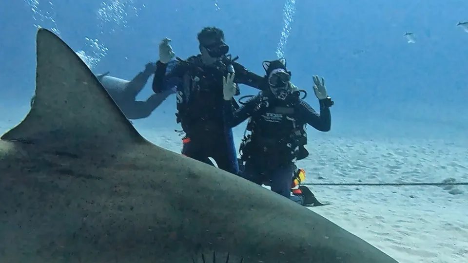 Bull shark cruising the sandy bottom off Playa del Carmen