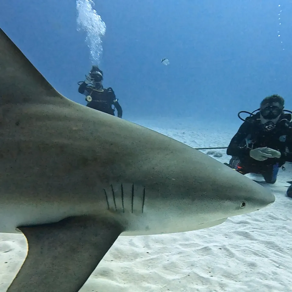 Diver kneeling on the sand as a bull shark passes