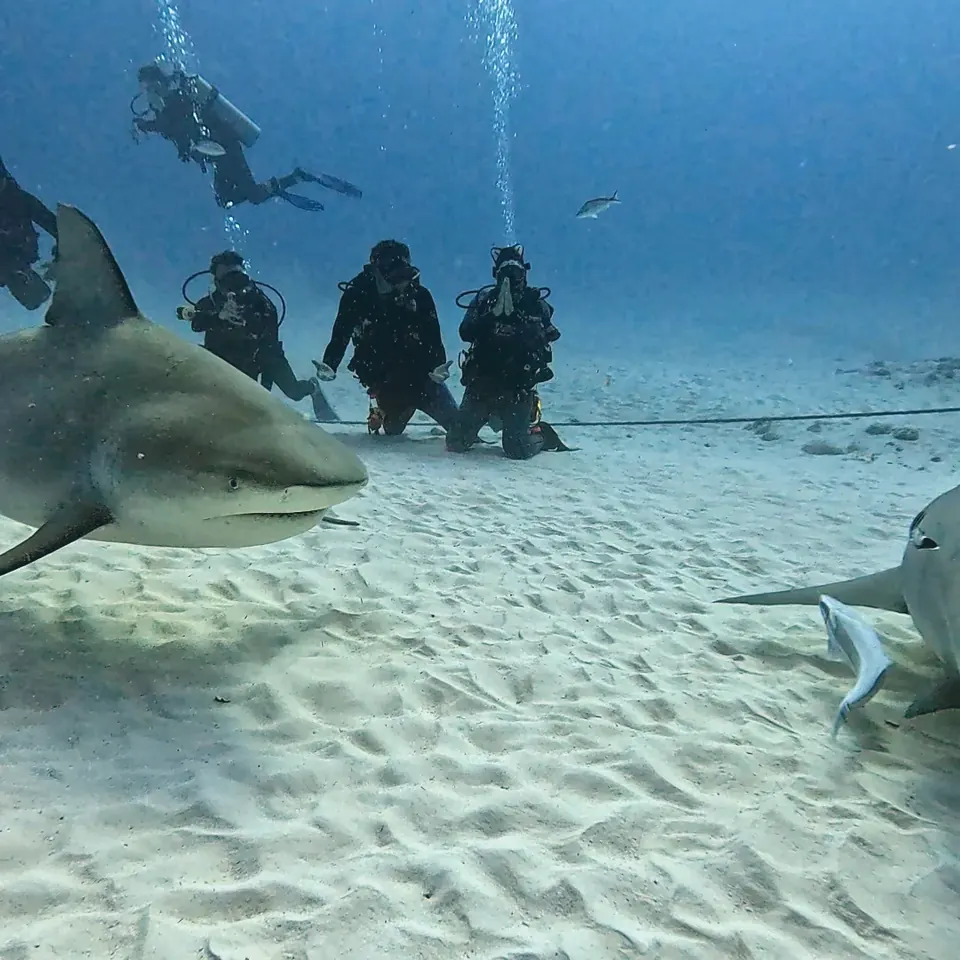 Scuba diving at Bull Shark Extreme