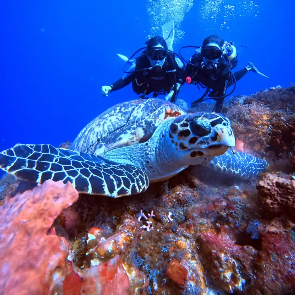 Two beginner divers meeting a hawksbill turtle on a Cancun reef