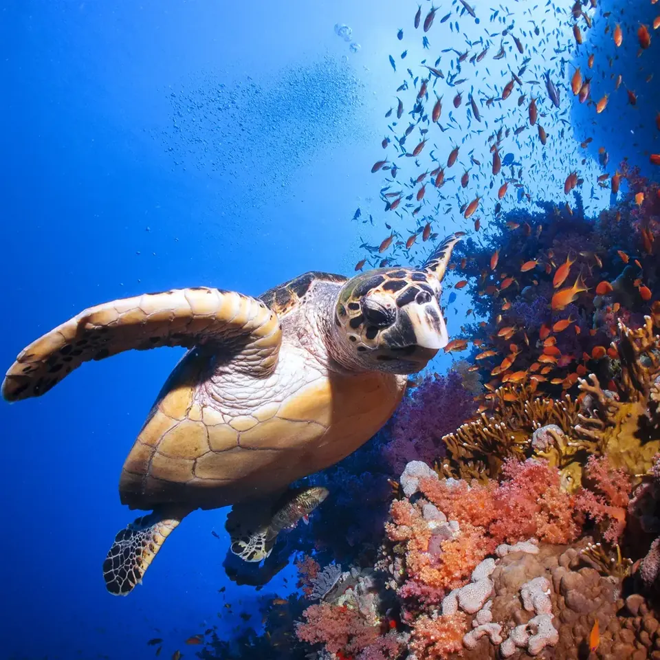 Sea turtle over the coral reef of the Belize barrier