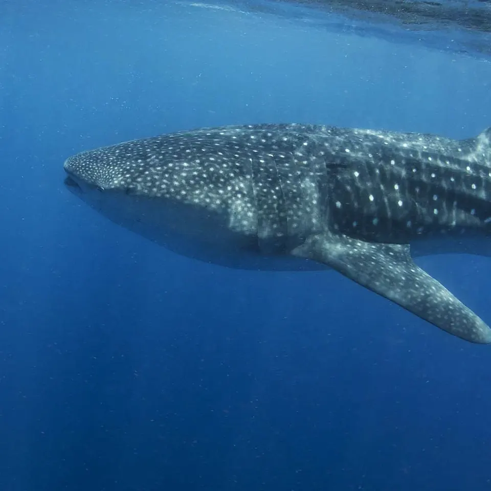 Whale shark feeding at the surface off Cancun