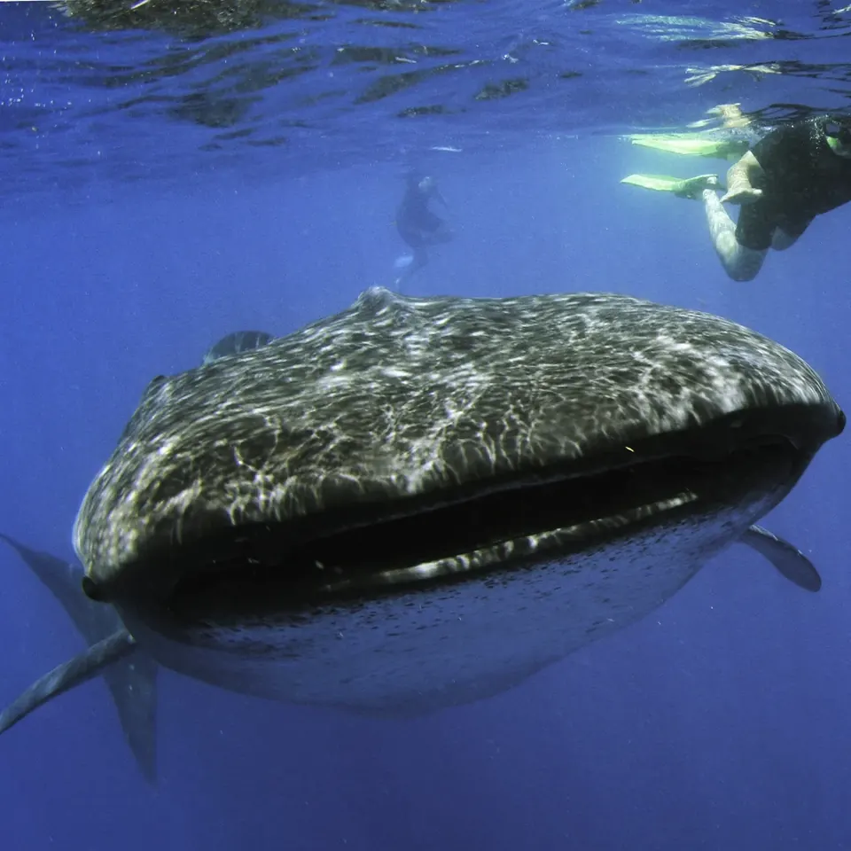 Snorkeler swimming beside a whale shark