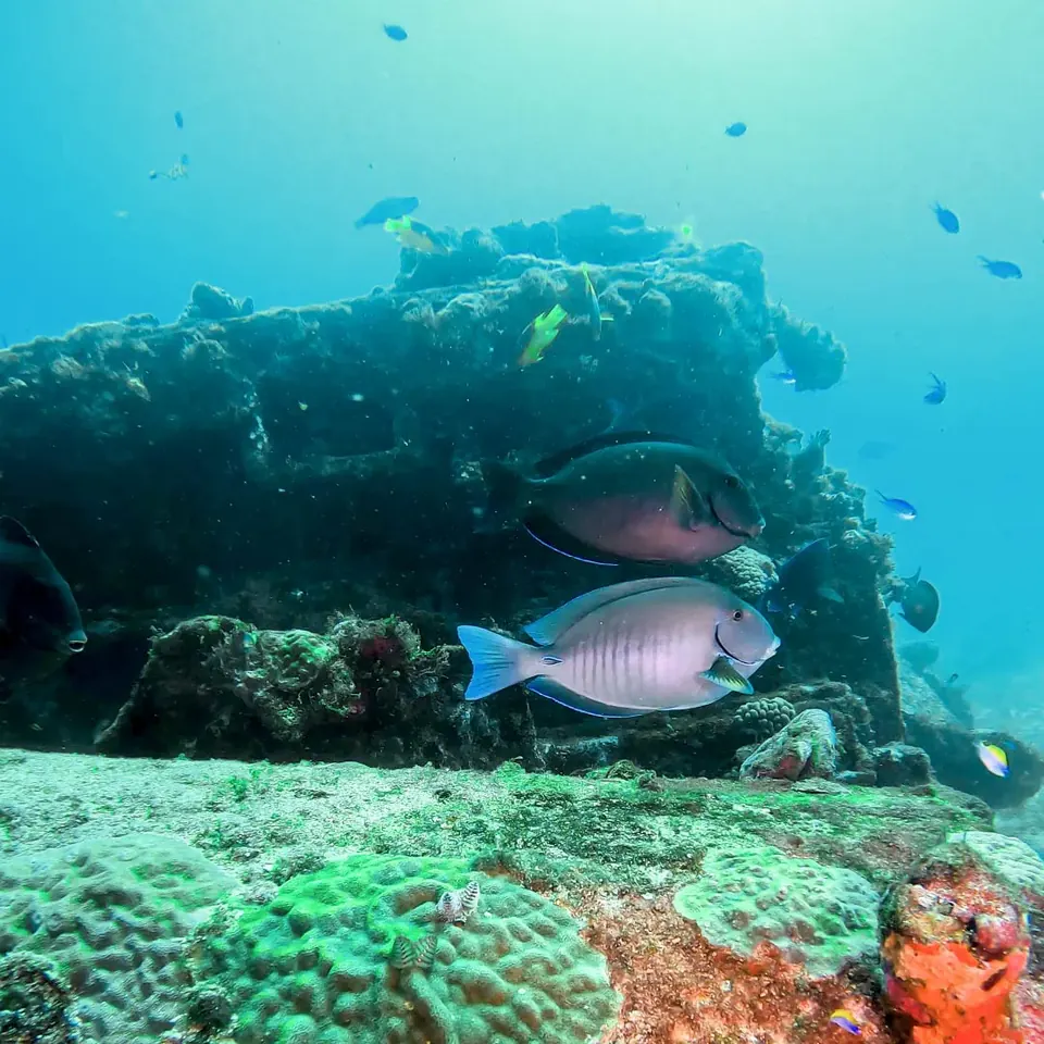 Structure of the C-58 minesweeper covered in coral